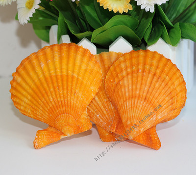 天然彩扇蛤扇贝6-7cm橘黄色贝壳地中海家居装饰鱼缸造景道具墙贴