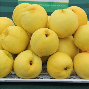 黄桃 沂蒙山农家原生态新鲜水果黄金桃子5斤包邮 果园直发水蜜桃黄桃