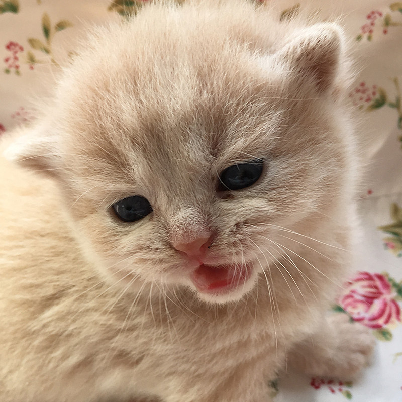 苏格兰折耳猫 英国短毛猫 银渐层 幼猫 纯种宠物猫 上海个人家养