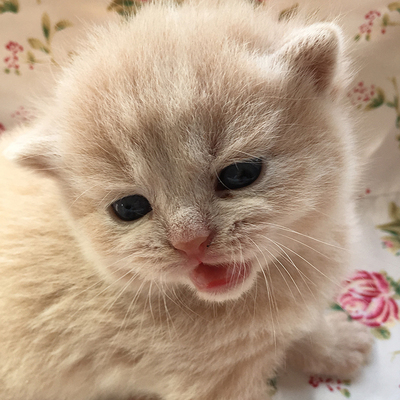 上海预售英国短毛猫蓝猫 英短纯乳色粉鼻粉爪活体幼猫公dd