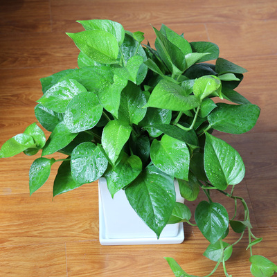 绿萝盆栽吊兰植物花卉 强效净化空气清除甲醛 办公室内小型绿植