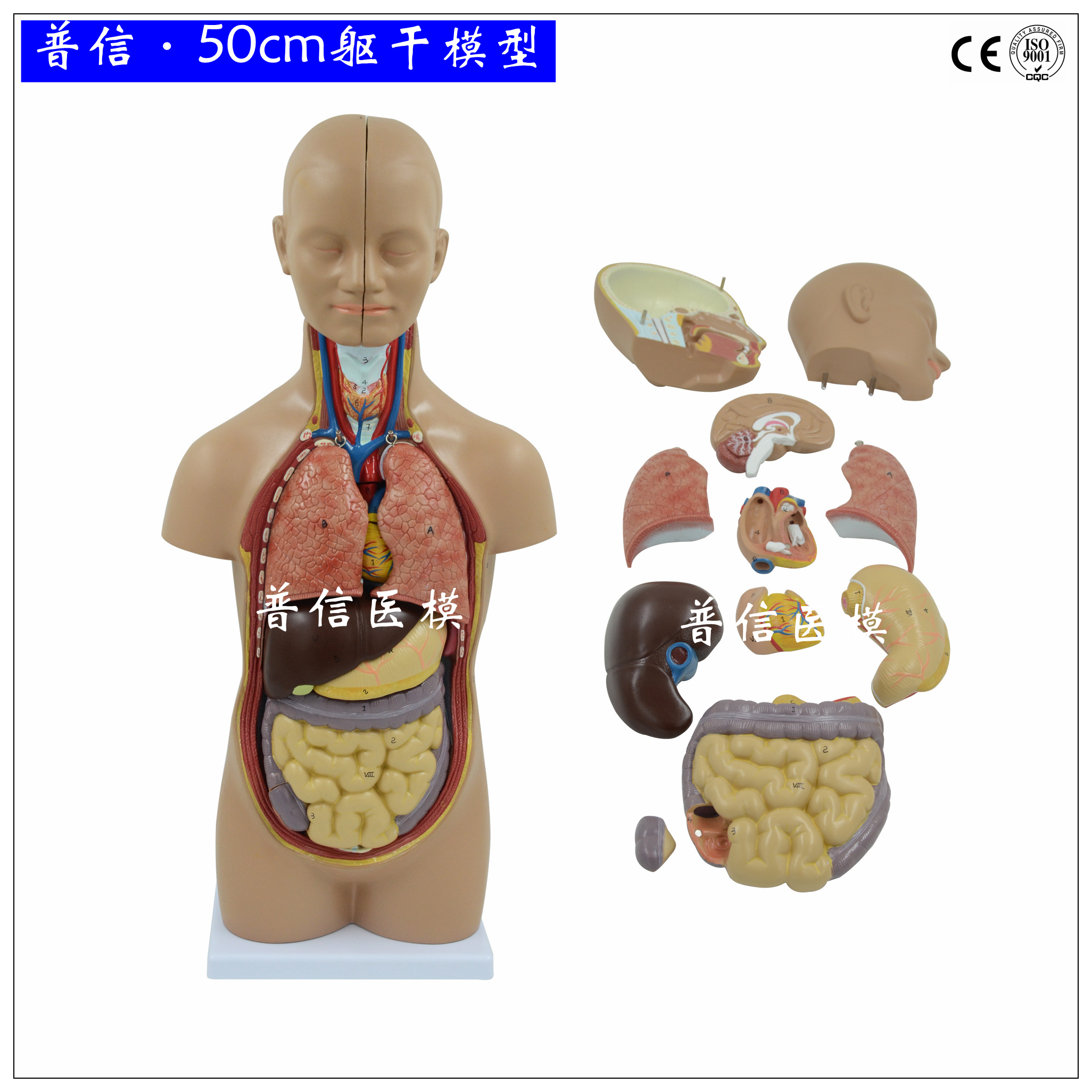 普信 人體解剖 軀幹模型 內臟器官肝腸胃啟蒙教學醫用拼裝模型