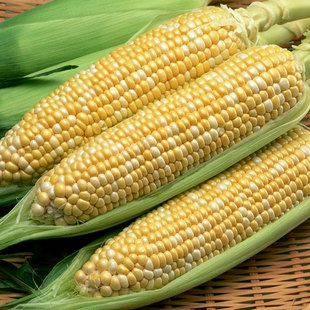 现摘新鲜甜糯白玉米棒 10个江浙沪包邮 连皮带壳