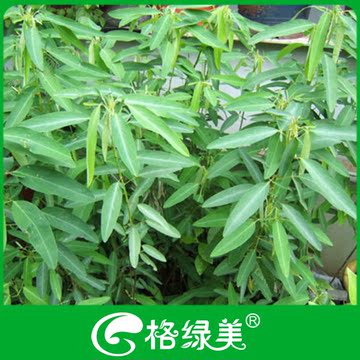 跳舞草 陽臺盆栽 花卉植物種子 花卉種子精美包裝