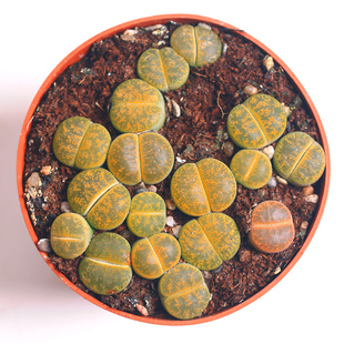 盆装生石花 盒装 进口屁股花 带盆栽好多肉 多肉植物 石生花屁屁