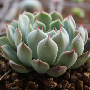 默默多肉植物盆栽狮子座定规座办公室内防辐射创意盆景绿植花卉