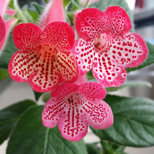 苦苣苔/花猫鳞茎/kc/叶片