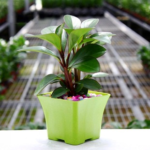 盆栽植物 组培紫边碧玉 豆瓣绿 吸甲醛防辐射净化空气 花卉绿植