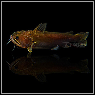 大嘴鲸 淡水鲸鱼 魔鬼鲶鱼 猛鱼 颈鳍鲶科 大型鱼 热带观赏鱼活体