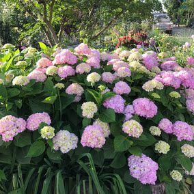 海蒂的花园 草莓先生大花绣球庭院阳台花卉盆栽植物小苗