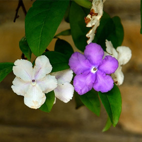 室內陽臺重瓣芳香鴛鴦雙色紫茉莉花苗四季開花盆栽綠植花卉觀花