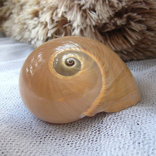 面包螺海螺贝壳鱼缸画框装饰品网店广告橱窗设计拍摄道具惊喜礼物