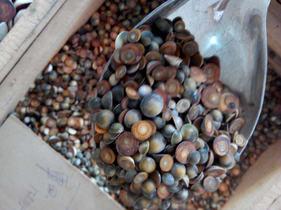 小太极石海闹砂 催生子甲香 水云母 海螺盖500克另售大规格太极石