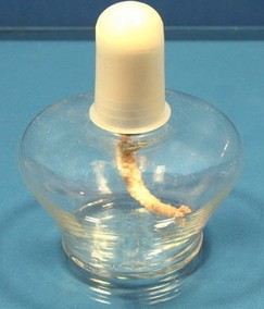 玻璃酒精灯 医用加厚包邮150ml含灯芯灯帽加热仪器火罐 酒精灯