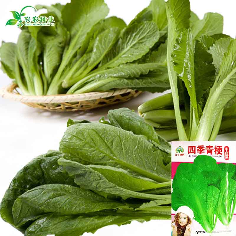 00售出:6件 甜脆四季青圆叶香莴笋种子 青莴苣蔬菜种子