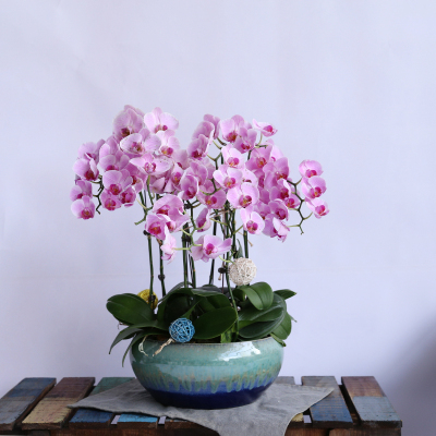 芳心草大花卉植物蝴蝶兰盆栽开业乔迁伴手礼鲜花室内绿植花卉盆景
