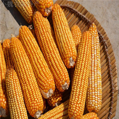 农家乐装饰干玉米棒 龙猫老鼠等宠物磨牙棒新品 1穗250g10穗包邮