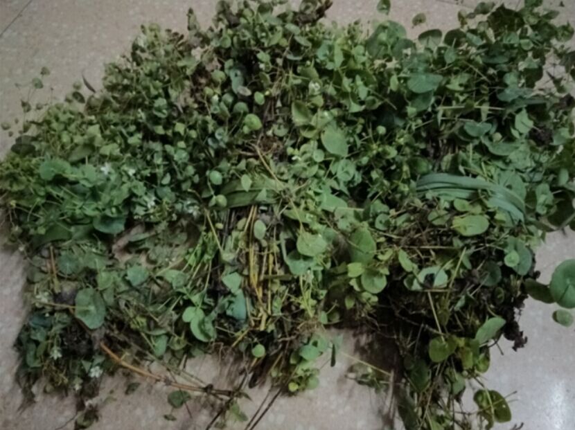 纯正野生中草药穿心草 串钱草 穿钱草 顶心风 狮子草发货为干品的