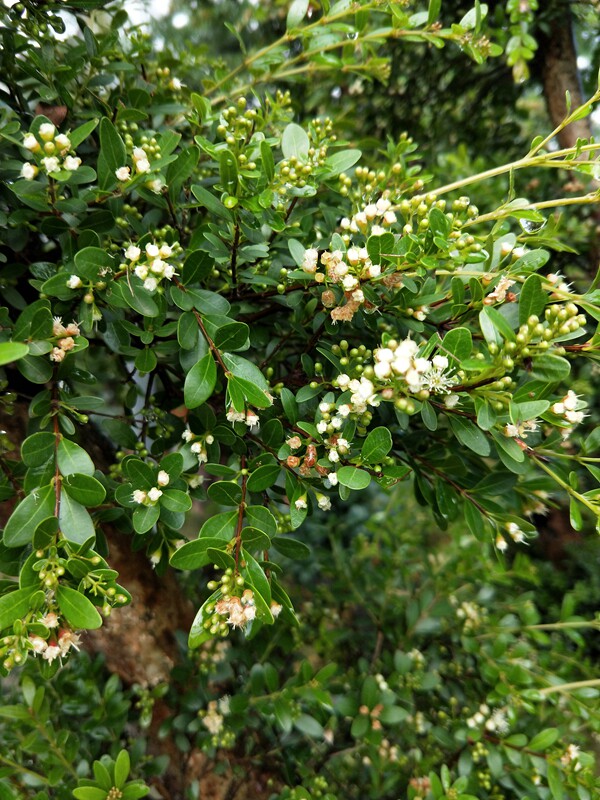小叶赤楠造型盆景 大型树桩赤楠 庭院树桩盆景 大型盆景