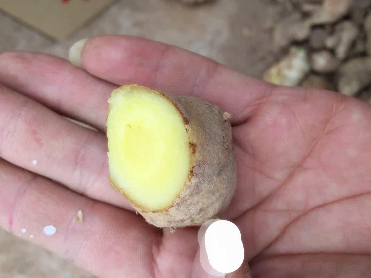 老姜 生姜 碎姜 8斤 从大姜挑选出来的 小姜 可用作泡脚 洗头