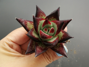 乌木winnie草堂 多肉 景天 加州1930黄皮乌木 正版 5-7cm 一物一拍