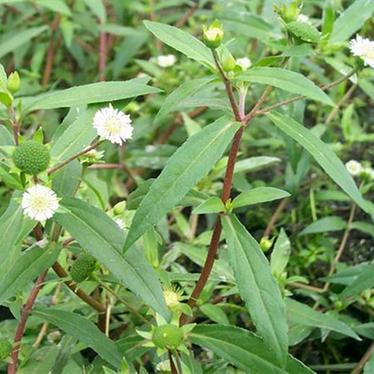 排錢草根野生新鮮現挖發貨500g純根金錢豹排錢樹阿婆錢龍鱗草順豐