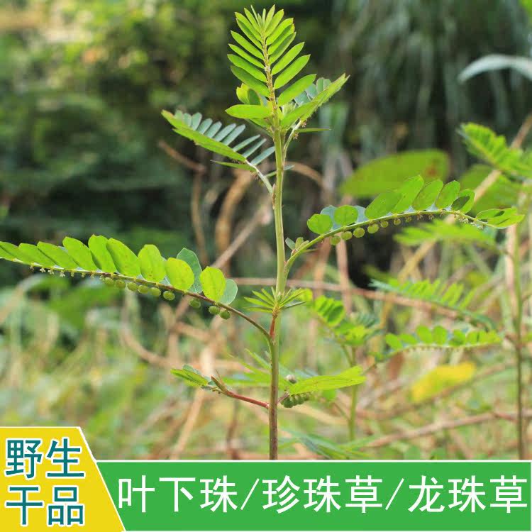 精选中药材野生叶下珠护肝草龙珠草碧凉草叶后珠250克