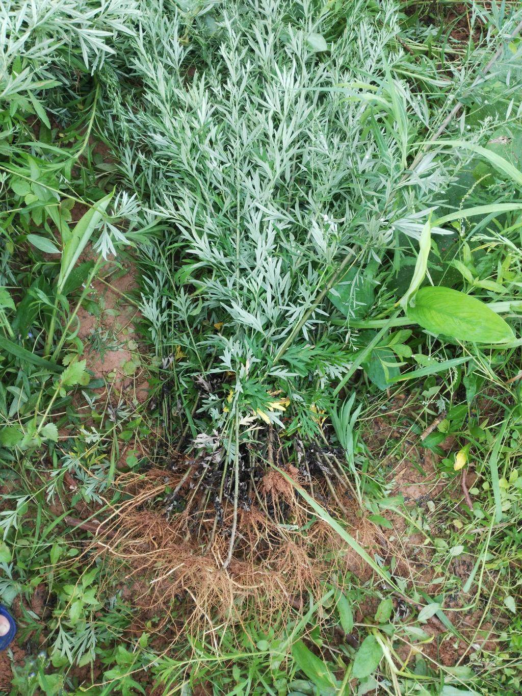 艾叶做香烟,艾叶,艾烟图片_大山谷图库