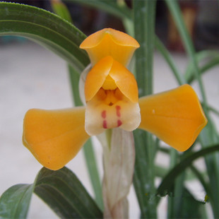 兰花春兰福之光 浓香传统铭品老种带花苞 阳台绿植花卉盆栽兰花苗