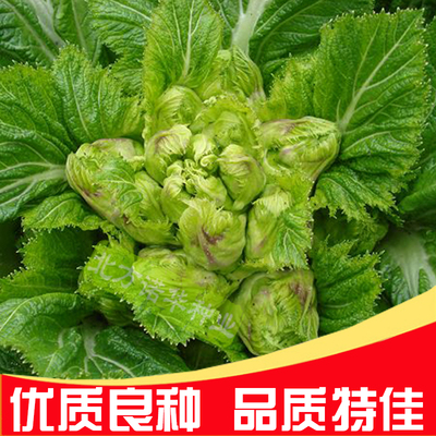 儿菜种子 抱子芥娃娃菜种子 四季播 青菜籽 耐热 蔬菜种子 夏季