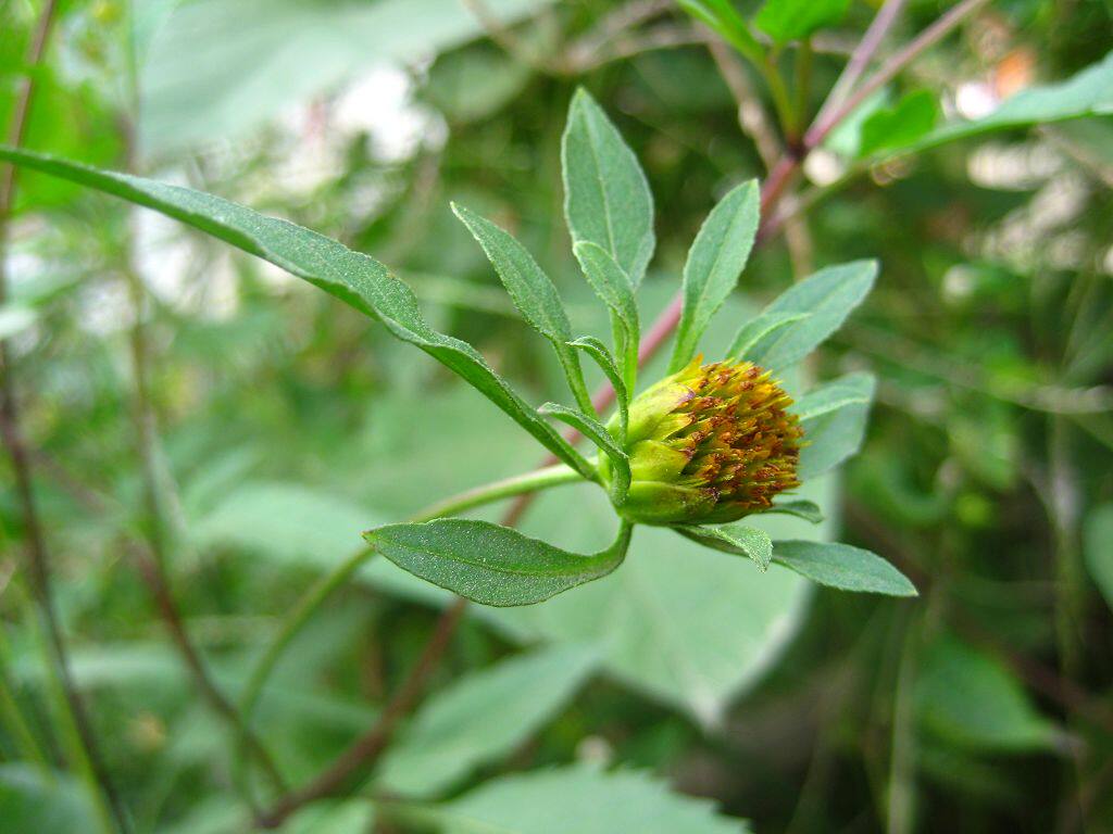 广西野生新鲜嫩鬼针草虾钳草蟹钳草对叉草粘人草粘连 五斤包邮