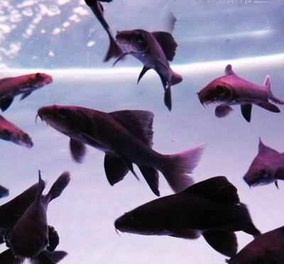 黑鲨鱼黑美人鱼活体鱼贵族清道夫鱼缸除藻高手清缸利器热带观赏鱼