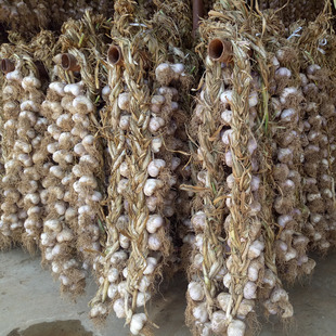 密云山区 紫皮大蒜 蒜辫 大辫子蒜 蒜头一挂50头包邮拍2辫减10元