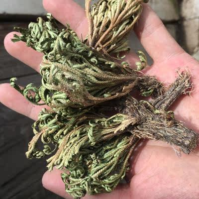 九死还魂蕨 野生九死还魂草盆栽花卉 卷柏 复活草 不死草 还阳草