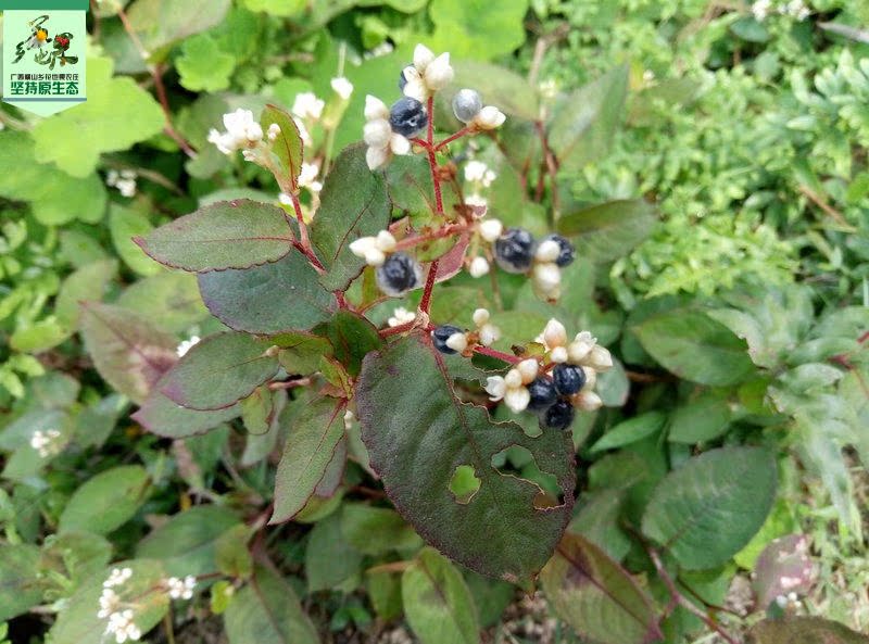 广西中药材野生火炭母草 火炭母 火炭 毛火炭 星火炭藤 原生态