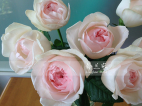 【铃兰家】 许愿之心 (伊芙心愿) 月季浓香 v9方杯苗