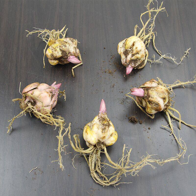 进口香水百合种球带芽四季种植盆栽花卉种子室内外阳台风信子种球