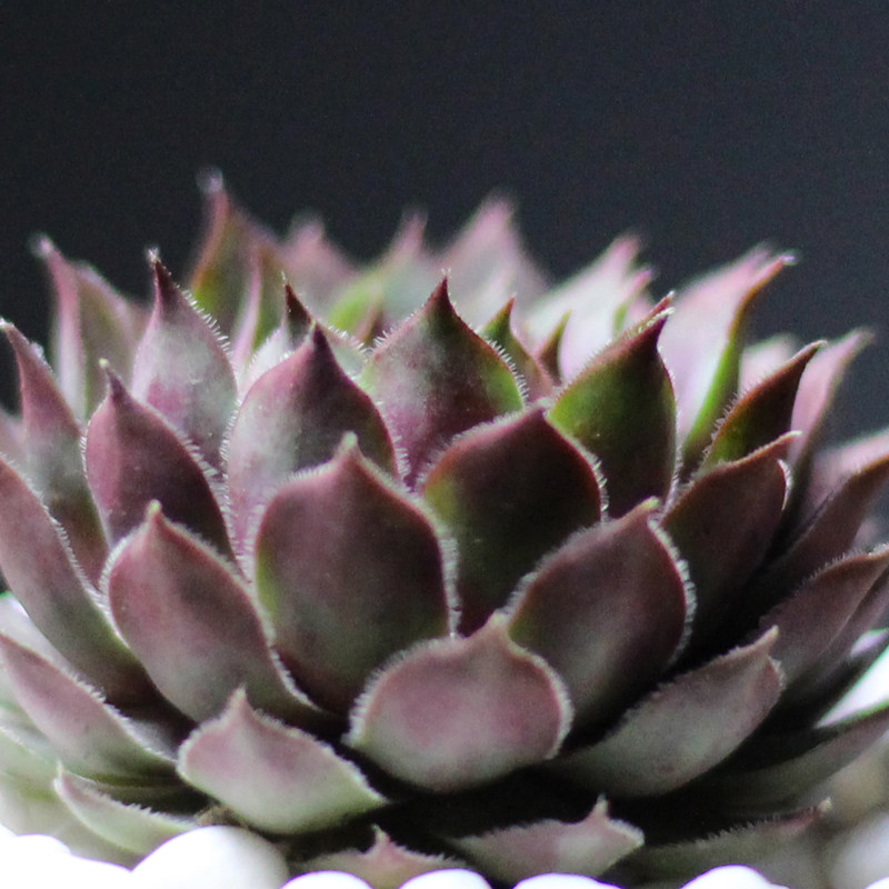 黑牡丹多肉植物多肉组合盆栽批发老桩园艺萌肉肉套装花卉新手多肉