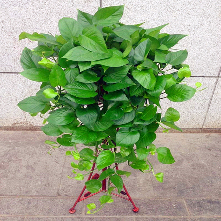 大绿萝盆栽大叶绿萝吊兰新居除甲醛绿植盆栽植物花卉四季常青包邮