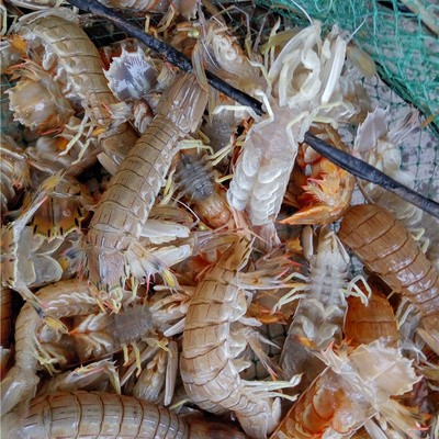 虾爬子500g新鲜小皮皮虾鲜活海虾海鲜水产富贵虾当天海捕虾婆虾子