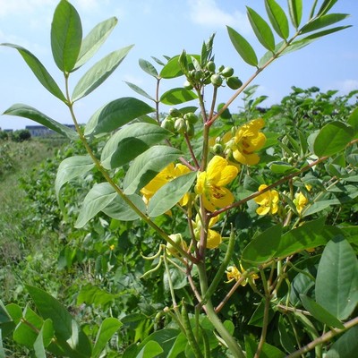 散裝蛇滅門種子 野決明野扁豆頭暈草鳳凰草傘房決明望