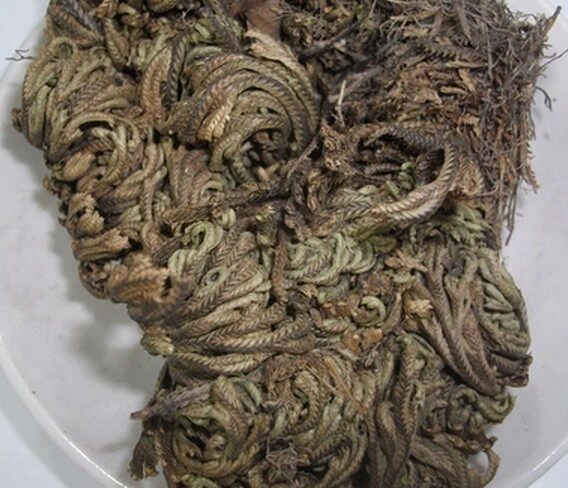 中药材正品卷柏 九死还魂草 一把抓 老虎爪 长生草 万年松 抓药