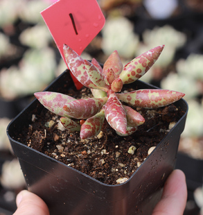 韓國進口多肉植物【梅花鹿】花卉盆栽一物一拍