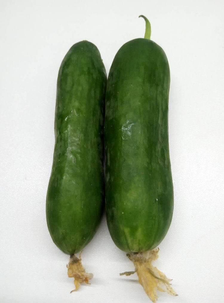 新鲜小青瓜日本黄瓜迷你黄瓜绿色瓜水果青瓜凉拌水果蔬菜沙拉500g