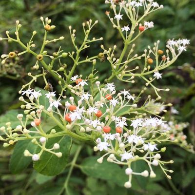 接骨草 野生新鲜草药 八棱麻八里麻蒴藋走马风前陆英接骨木根枝叶