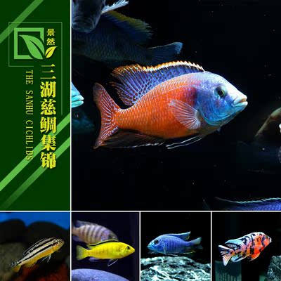 入門級三湖慈鯛魚活體坦鯛馬鯛熱帶魚觀賞魚非洲王子藍阿里雪中紅