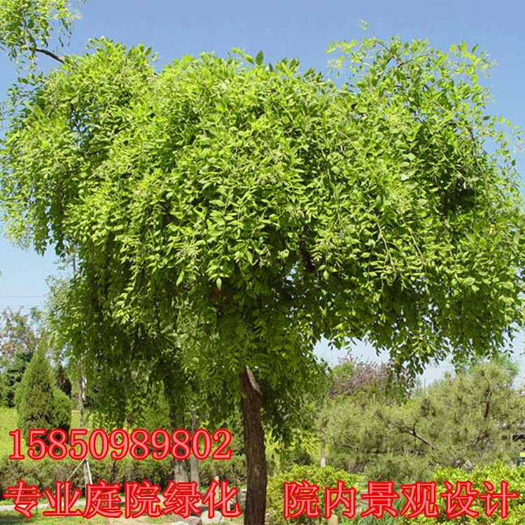 垂槐树图片,笨槐树图片,龙爪槐图片_大山谷图库