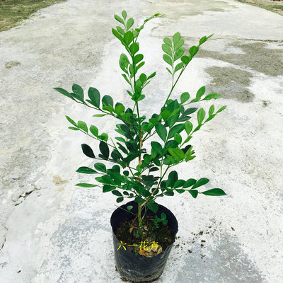 九里香苗 千里香花苗 驱蚊植物 室内外花卉盆栽 庭院绿植浓香植物