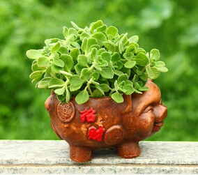 多肉植物碰碰香摸摸香一抹香盆栽办公室内绿色小植物盆景盆栽驱蚊