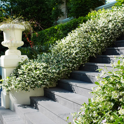 虹越 意大利络石藤/风车茉莉藤 盆栽苗 阳台庭院藤蔓植物